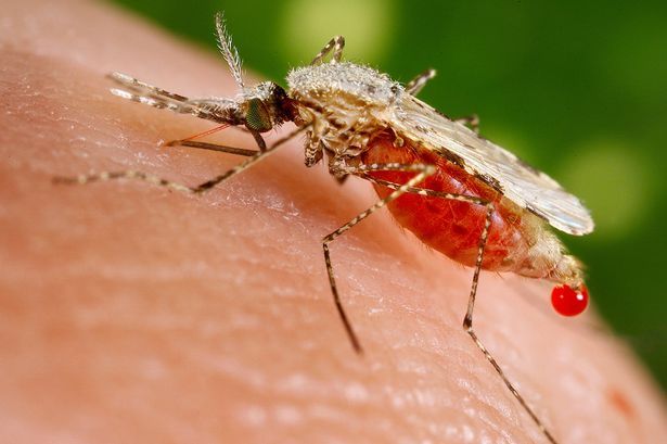 The Ecobank Foundation commits US$ 750,000 to help eradicate malaria in Mozambique 5 malaria