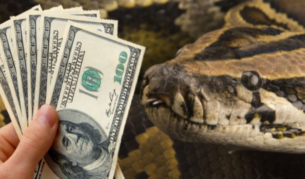 Mystery Snake Swallows 166,000 Dollars From Nigeria's University Admission Board (JAMB) 5 snake eats cash in nigeria jamb