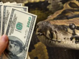 snake eats cash in nigeria jamb