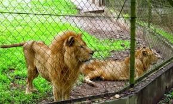 lions at the port harcourt zoo. parks to visit in rivers state