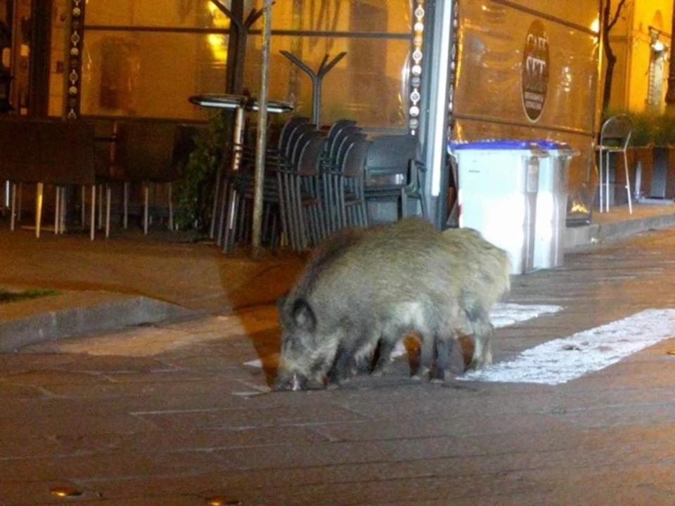 REPORT AFRIQUE International Covid -19: Animals take over Deserted Streets in Wales, Italy and South Africa as Humans Battle to Survive