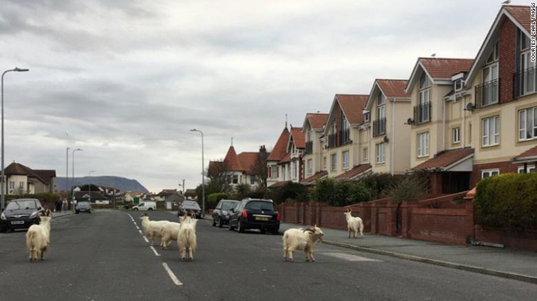 goats in wales 2 REPORT AFRIQUE International Covid -19: Animals take over Deserted Streets in Wales, Italy and South Africa as Humans Battle to Survive