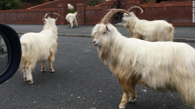 goats in wales REPORT AFRIQUE International Covid -19: Animals take over Deserted Streets in Wales, Italy and South Africa as Humans Battle to Survive