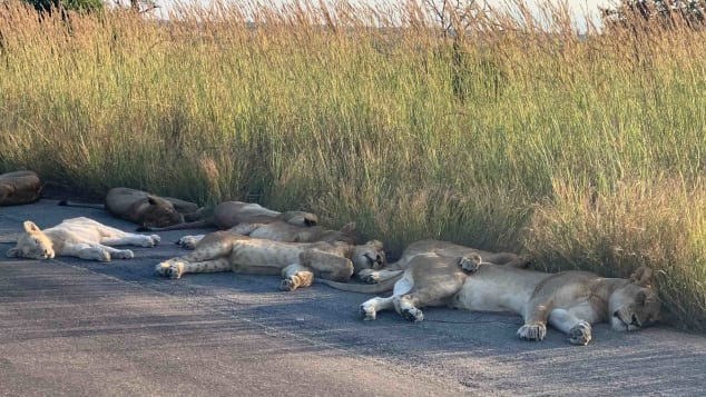 Lions in South Africa as street deserted over covid 19