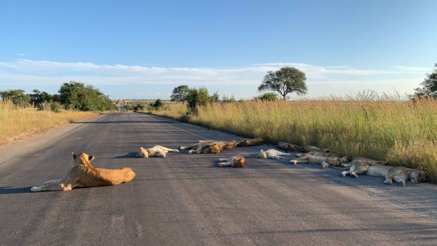 sa lions REPORT AFRIQUE International Covid -19: Animals take over Deserted Streets in Wales, Italy and South Africa as Humans Battle to Survive