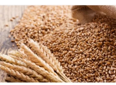 Nigeria targets 472,000 metric tonnes of wheat production