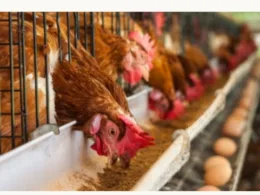 Poultry Farmers in Nigeria Face Unprecedented Losses in 2023