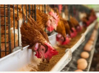 Poultry Farmers in Nigeria Face Unprecedented Losses in 2023