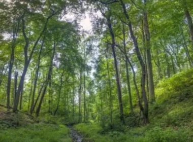Nigerian Conservation Foundation (NCF) Raises Alarm: Only 4% of Nigeria’s Forest Cover Remains