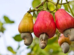 Nigeria's Cashew Export Earnings Projected to Surge to $600 Million