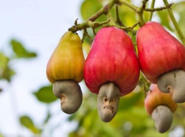 Nigeria's Cashew Export Earnings Projected to Surge to $600 Million