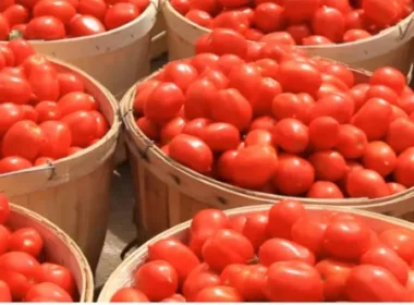 President Tinubu Commissions GB Foods Tomato Processing Company in Kebbi State