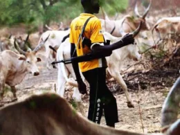 two herders and 150 cattle killed in Latest plateau attack
