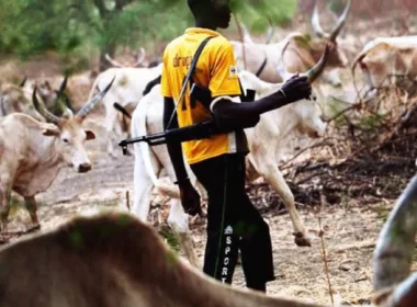 two herders and 150 cattle killed in Latest plateau attack