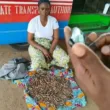 Security Forces Nab Woman Smuggling Ammunition to Terrorists in kastina