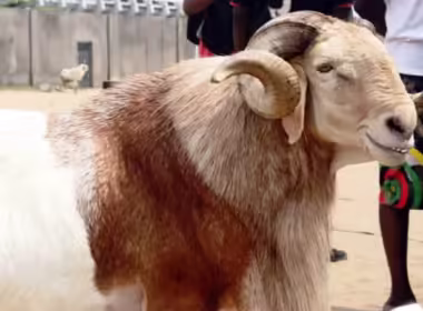 Thieves Steal Imam's Sacrificial Ram on Eve of Eid-el-Kabir