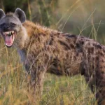 Missing Hyena Found and Returned to Jos Wildlife Park