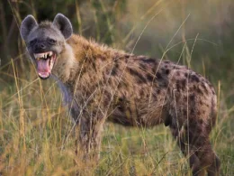 Missing Hyena Found and Returned to Jos Wildlife Park