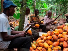 EU's Deforestation Policy Could Push Nigeria's Cocoa Farmers into Poverty, Association Warns How EU Deforestation Policy Puts Our Cocoa Industry At Risk
