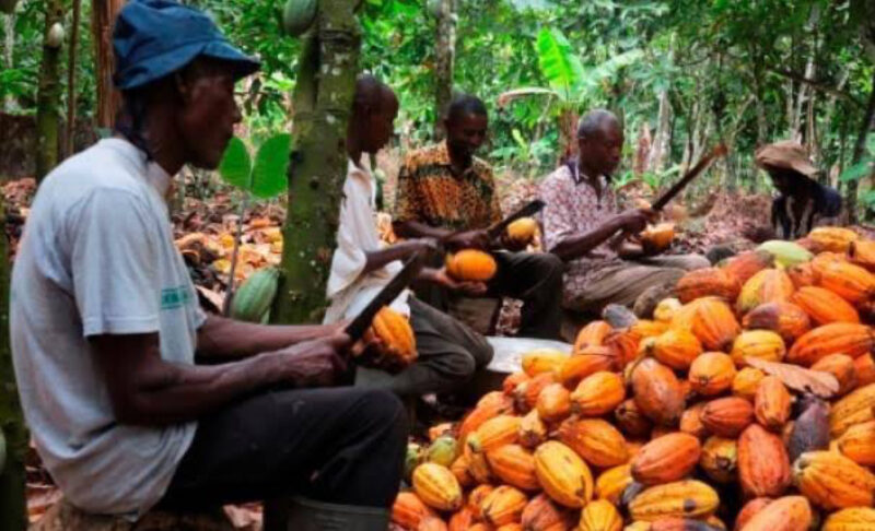 How EU Deforestation Policy Puts Our Cocoa Industry At Risk