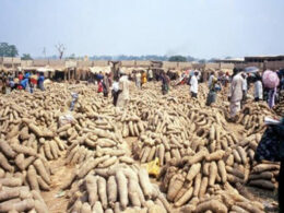 Yam Prices Skyrocket in Kaduna: 100 Tubers Sell for N1m