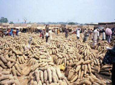 Yam Prices Skyrocket in Kaduna: 100 Tubers Sell for N1m