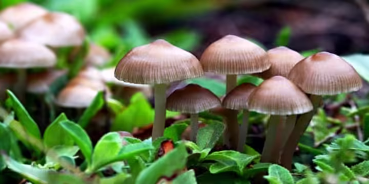 Discover The Longevity Vitamin in Mushroom That Could Change Your Life Discover The Longevity Vitamin in Mushroom That Could Change Your Life Mushroom