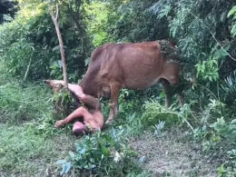 Photos] Bull And Cow Maul Man After Trying To Rape Them