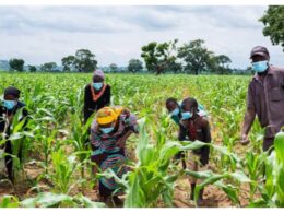 Experts Warn Inconsistent Rainfall Could Worsen Food Security in Nigeria