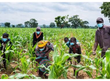 Experts Warn Inconsistent Rainfall Could Worsen Food Security in Nigeria