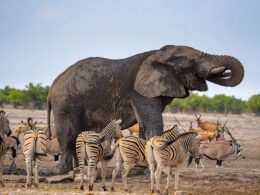 Namibia to Kill More Than 700 Animals To Combat Severe Hunger Namibia to Kill More Than 700 Animals Due To Severe Hunger