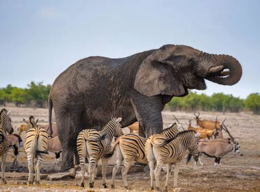 Namibia to Kill More Than 700 Animals Due To Severe Hunger