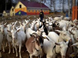 From Goats to Guns: Russia Sends 447 goats to North Korea