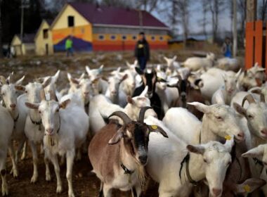 From Goats to Guns: Russia Sends 447 goats to North Korea