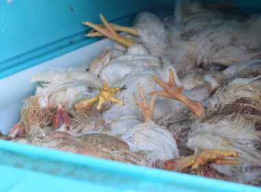 Enugu State Warns Butchers and Poultry Farmers Against Selling Dead Animals