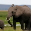 Elephants Vanish from Sambisa Forest Due to Poaching