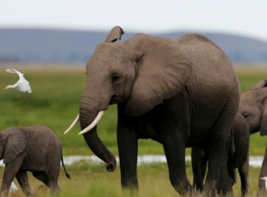 Elephants Vanish from Sambisa Forest Due to Poaching