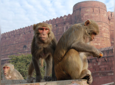 Monkeys Foil Sexual Assault Attempt on 6-Year-Old Girl in India