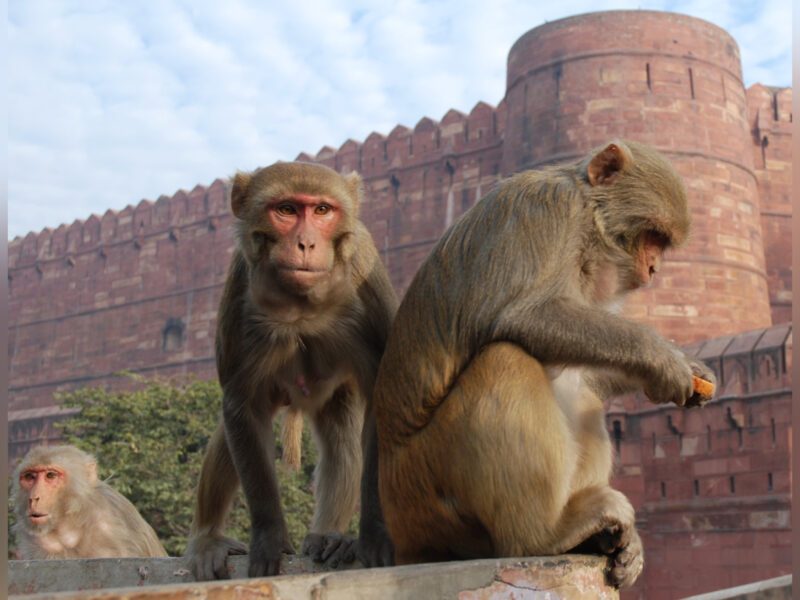 Monkeys Foil Sexual Assault Attempt on 6-Year-Old Girl in India