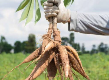 Nigeria Ranks No.1 in cassava production, yet spends $54k on imports