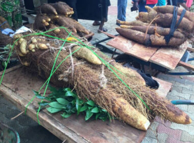 Man Bags N.5m for harvesting heaviest yam in Anambra community
