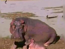 Fisherman Killed by Hippopotamus in Kebbi State Fisherman Killed by Hippopotamus in Kebbi State