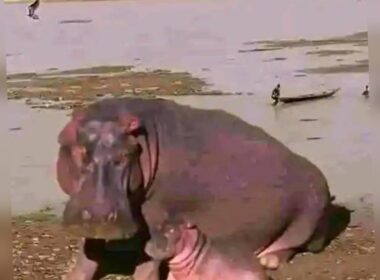 Fisherman Killed by Hippopotamus in Kebbi State
