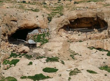 Scientists Revive 1,000-Year-Old Biblical Tree from Ancient Judean Seed