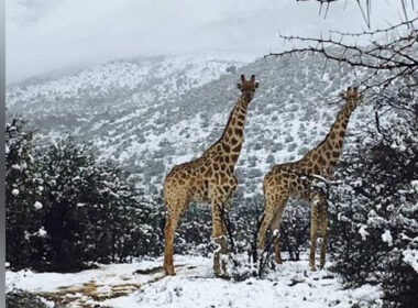 5 African Countries You Didn't Know Experience Snow