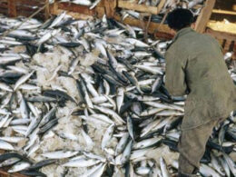 How Borno Flood Made Us Millionaires – Fishermen