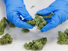 The Nigeria Customs Service (NCS), in collaboration with the National Drug Law Enforcement Agency (NDLEA), has intercepted three containers containing Cannabis Sativa valued at N682 million.