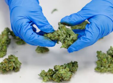 The Nigeria Customs Service (NCS), in collaboration with the National Drug Law Enforcement Agency (NDLEA), has intercepted three containers containing Cannabis Sativa valued at N682 million.
