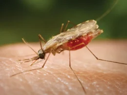 New Drug Discovered To Fight Against Drug-Resistant Malaria Parasite