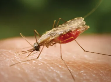 New Drug Discovered To Fight Against Drug-Resistant Malaria Parasite